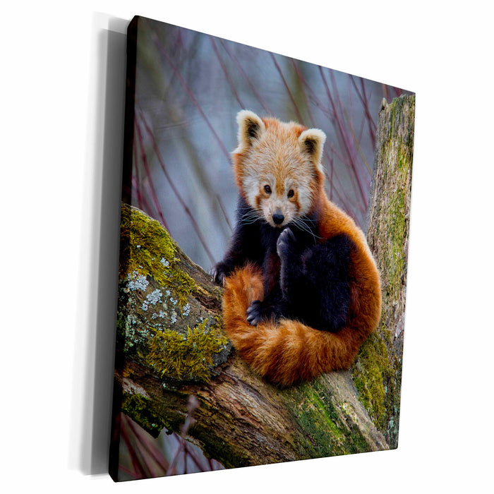 image of Museum Grade Canvas Wrap