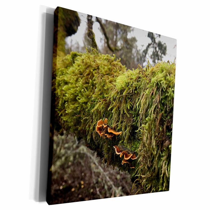 image of Museum Grade Canvas Wrap