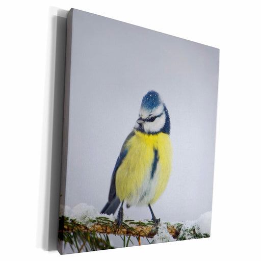 image of Museum Grade Canvas Wrap