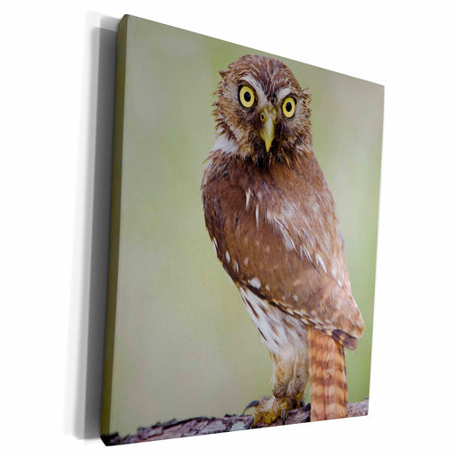 image of Museum Grade Canvas Wrap