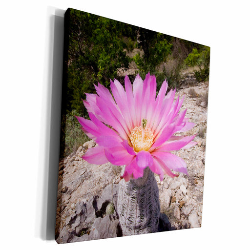 image of Museum Grade Canvas Wrap