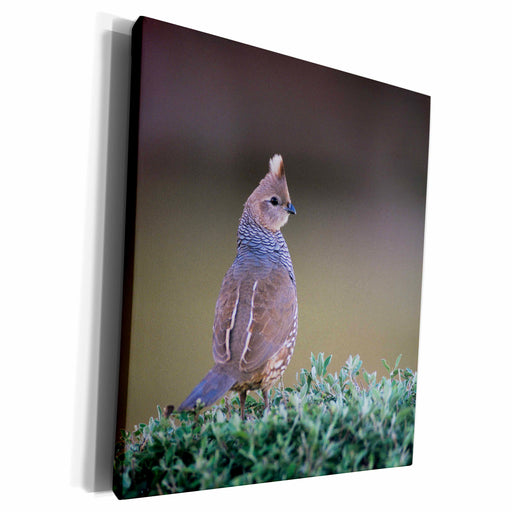 image of Museum Grade Canvas Wrap