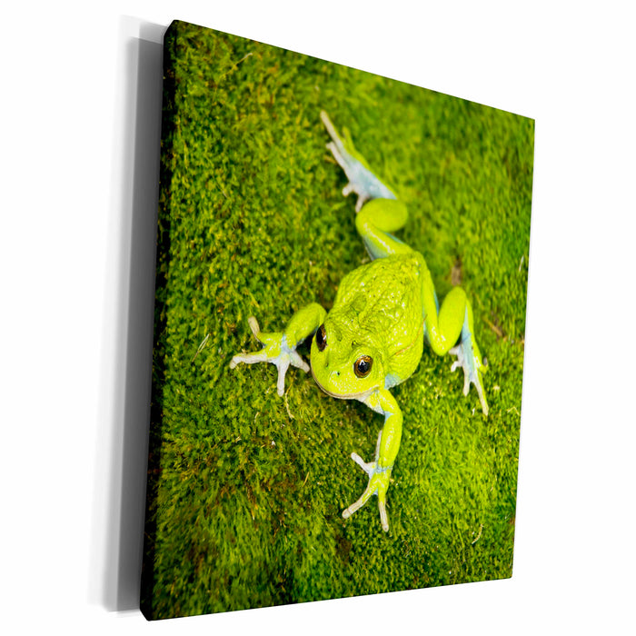 image of Museum Grade Canvas Wrap