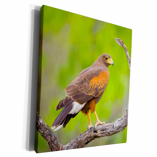 image of Museum Grade Canvas Wrap