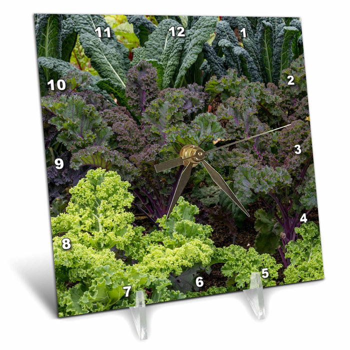 6x6 Desk Clock - USA, Alaska. Kale in organic vegetable garden. Food