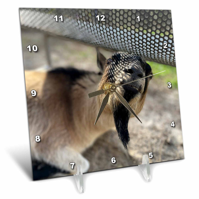 Desk Clock - A photograph of a grumpy goat hanging out under a bench. Stamp City - photography