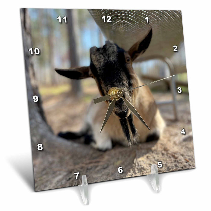 Desk Clock - A photograph of a Nigerian Dwarf goat relaxing under a bench. Stamp City - photography