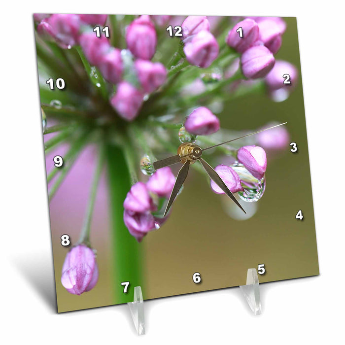 Desk Clock - Macro photo of an allium plant with raindrops hanging from the flowers Stamp City - photography