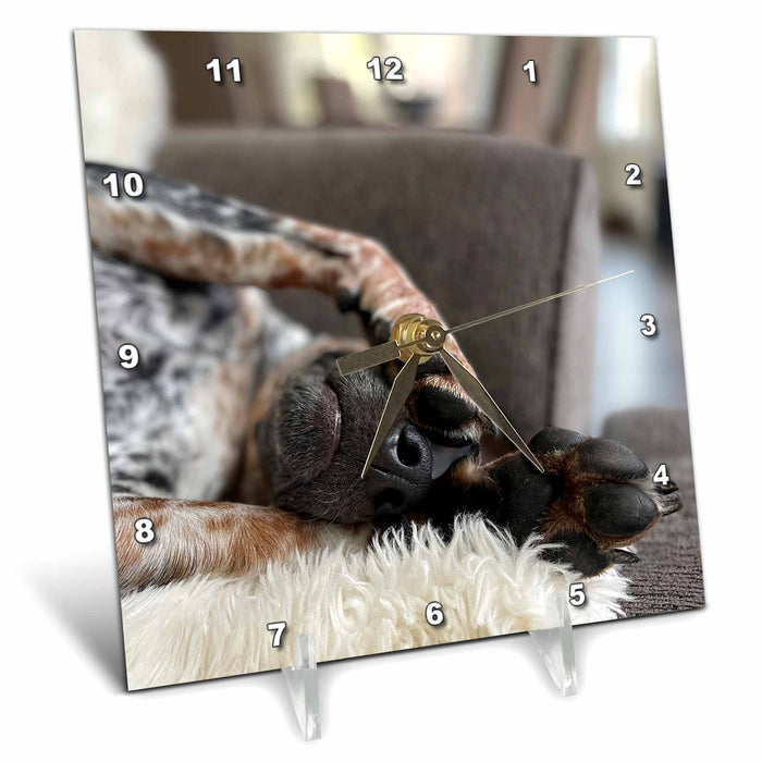 Desk Clock - Photo of a sleepy Blue Tick Coonhound covering her eyes with her paws. Stamp City - photography