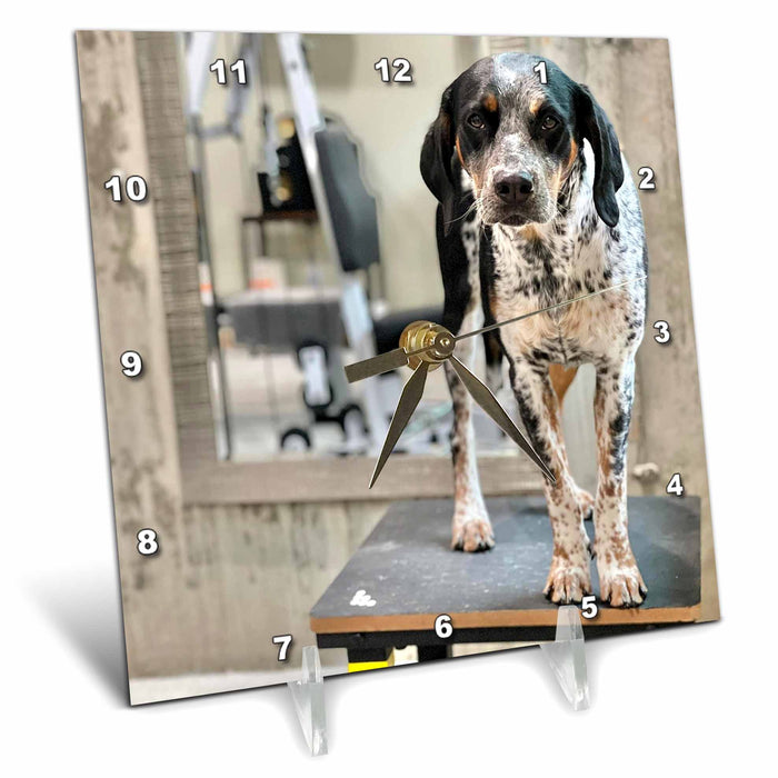 Desk Clock - Photograph of a Blue Tick Coonhound standing on a stool in the gym. Stamp City - photography