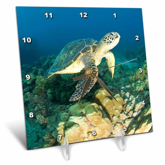 Desk Clock - Green Sea Turtle, Makena SP, Maui, Hawaii - US12 SWS0150 - Stuart Westmorland Turtles