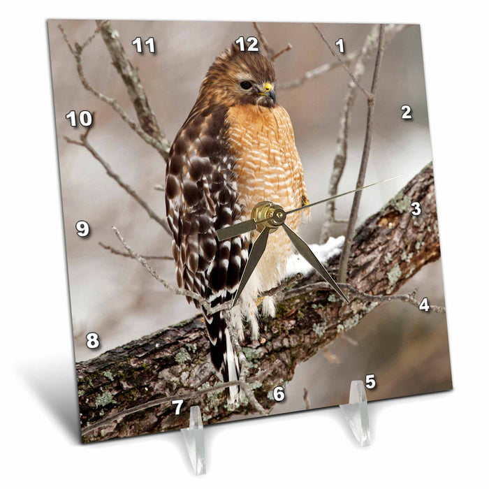 Desk Clock - Red-shouldered Hawk, bird, Kentucky - US18 AJE0490 - Adam Jones Birds