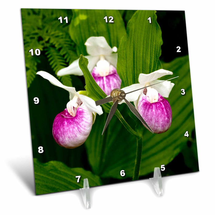 Desk Clock - MN, Itasca SP, Showy Lady-Slipper flower - US27 PHA0000 - Peter Hawkins Flowers