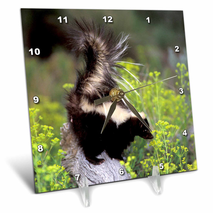 Desk Clock - North America, USA, Montana. Skunk wildlife - US27 TVE0004 - Tom Vezo Wildlife