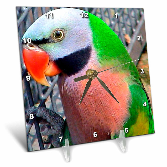 Desk Clock - Moustached Parakeet Birds