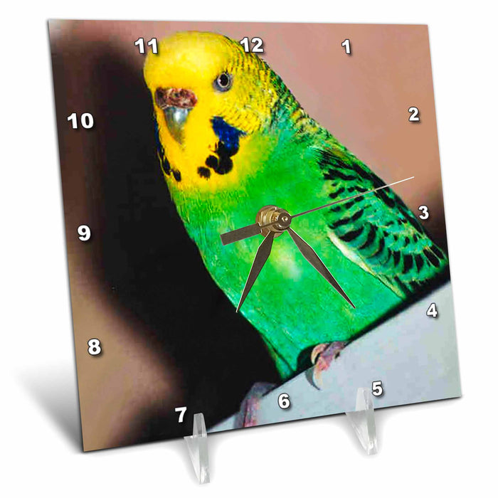 Desk Clock - Budgie Parakeet Birds