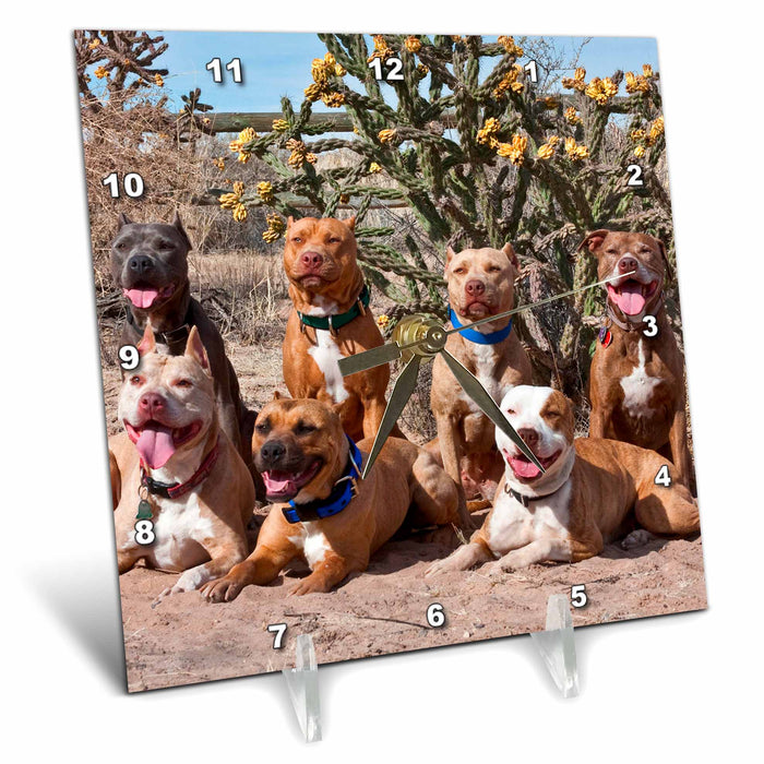 Desk Clock - American Pitt Bull Terrier dogs, cactus - US32 ZMU0025 - Zandria Muench Beraldo Dogs