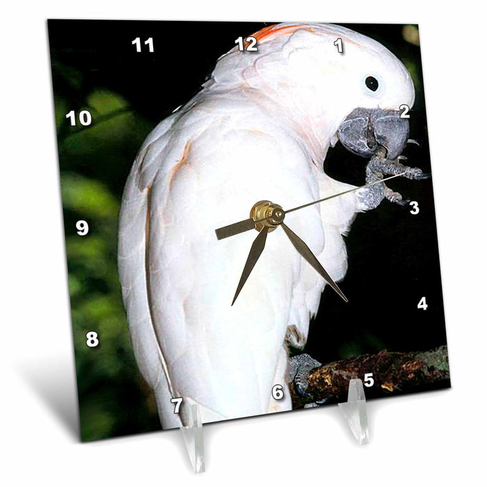 Desk Clock - Moluccan Cockatoo Birds