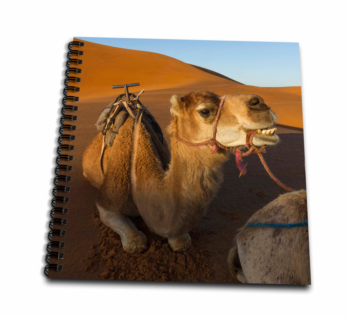 3dRose Danita Delimont - Camels - Morocco, Sahara. A Camel Appears to be Smiling on The Dunes. - Drawing Book