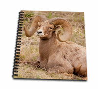 3dRose Yellowstone NP, WY, USA. Bighorn sheep ram resting. - Drawing Books (db_333308)