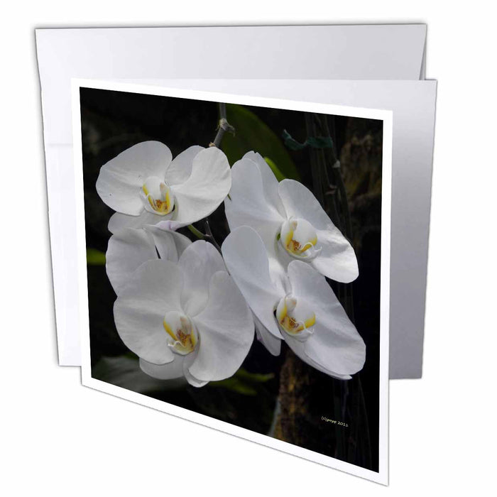 image of 12 Greeting Cards with envelopes