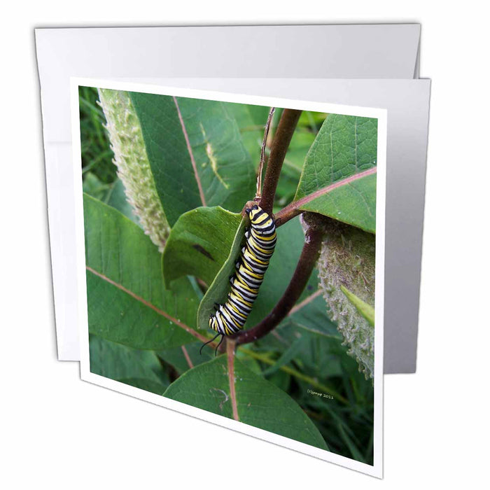 image of 6 Greeting Cards with envelopes