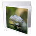 image of 12 Greeting Cards with envelopes