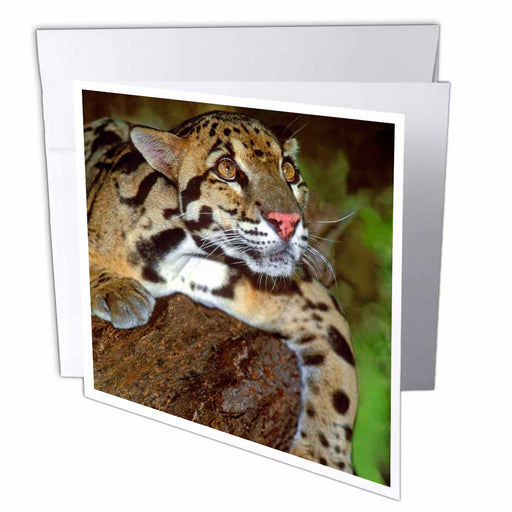 image of 6 Greeting Cards with envelopes