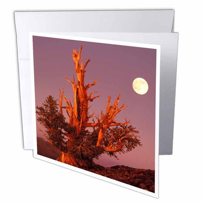 image of 12 Greeting Cards with envelopes