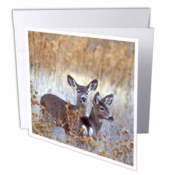 image of 12 Greeting Cards with envelopes