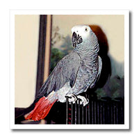 Birds - African Grey Parrot - Iron on Heat Transfers