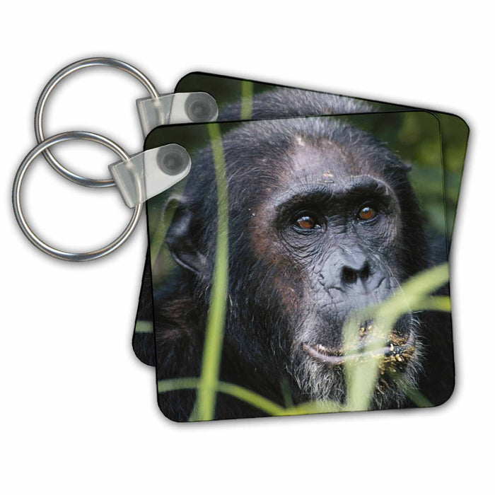 Key Chain - Tanzania - Male chimpanzee. Primates