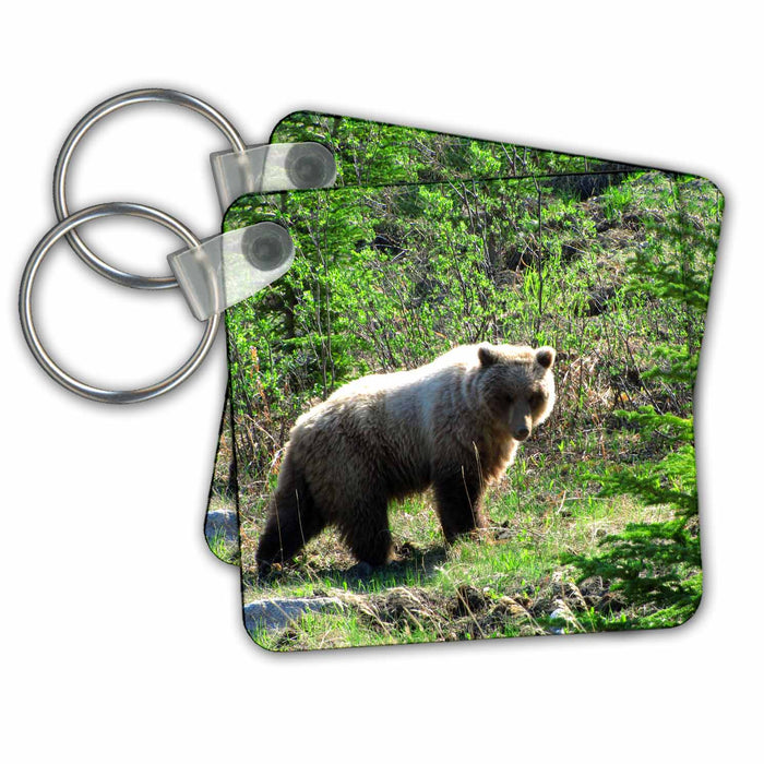 Key Chain - Grizzly Bear Stops For a Rest on the Side of the Atlin Road in Yukon Territory Canada Creations Bears