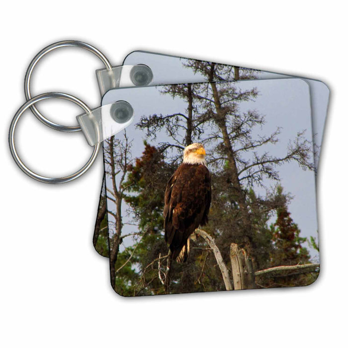 Key Chain - Bald Eagle Resting on a Branch in the Boreal Forest Creations Bald Eagles