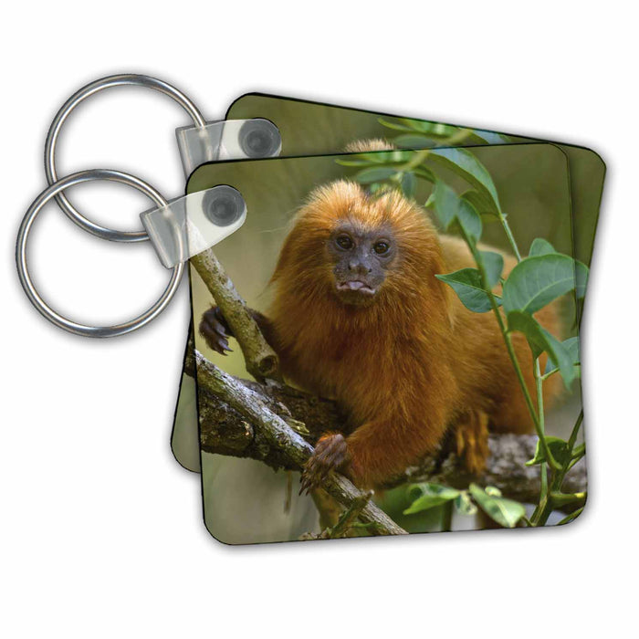 Key Chain - Golden Lion Tamarin, endangered species KIKE CALVO Endangered Species