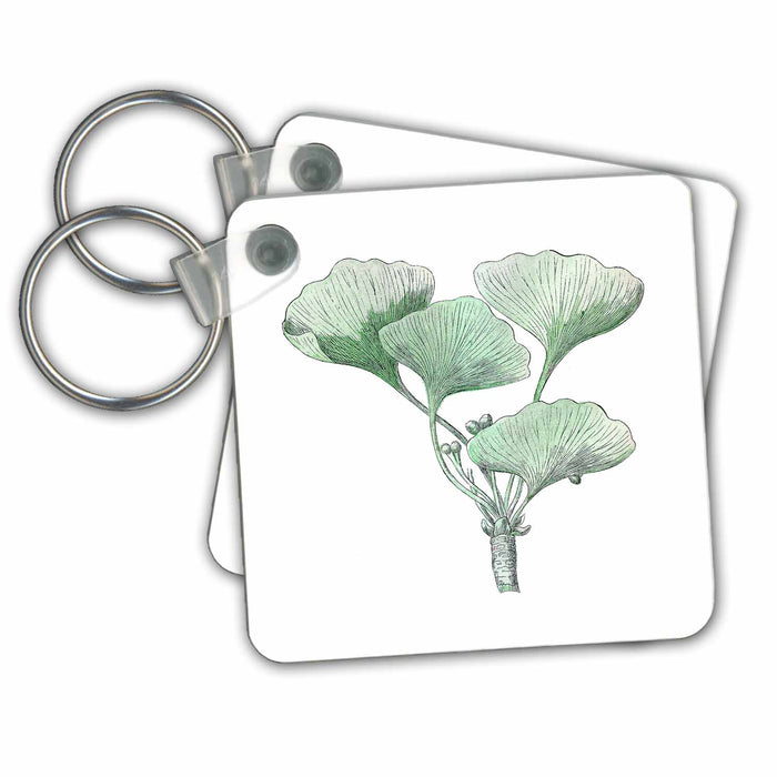 set of 6 Key Chains - Print Of Ginkgo Biloba Vintage Plant Sketch Vintage Maps