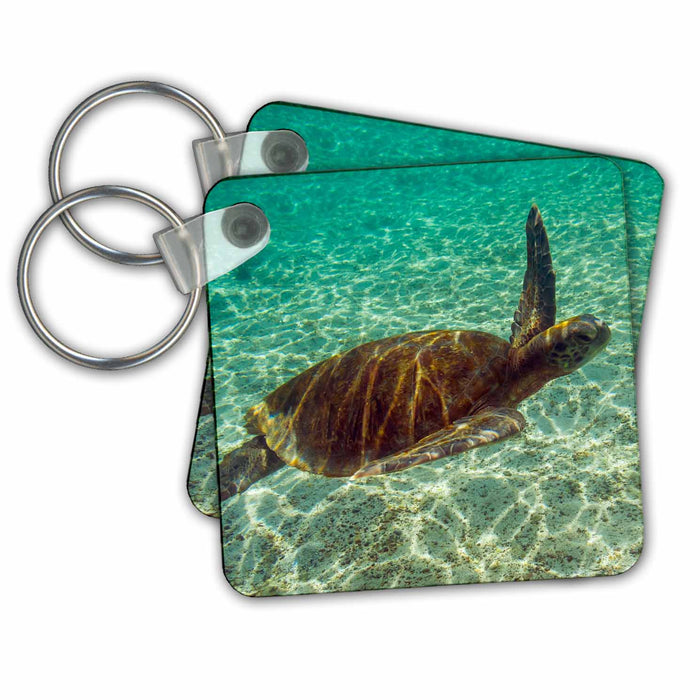 Key Chain - Ecuador, Galapagos National Park. Green sea turtle underwater. Turtles