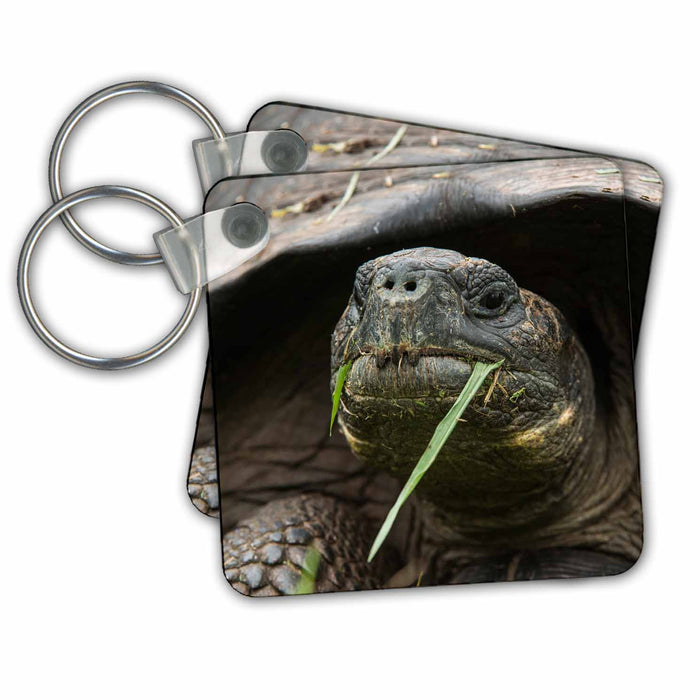 Key Chain - Galapagos Giant Tortoise, Santa Cruz Island, Galapagos, Ecuador Tortoises