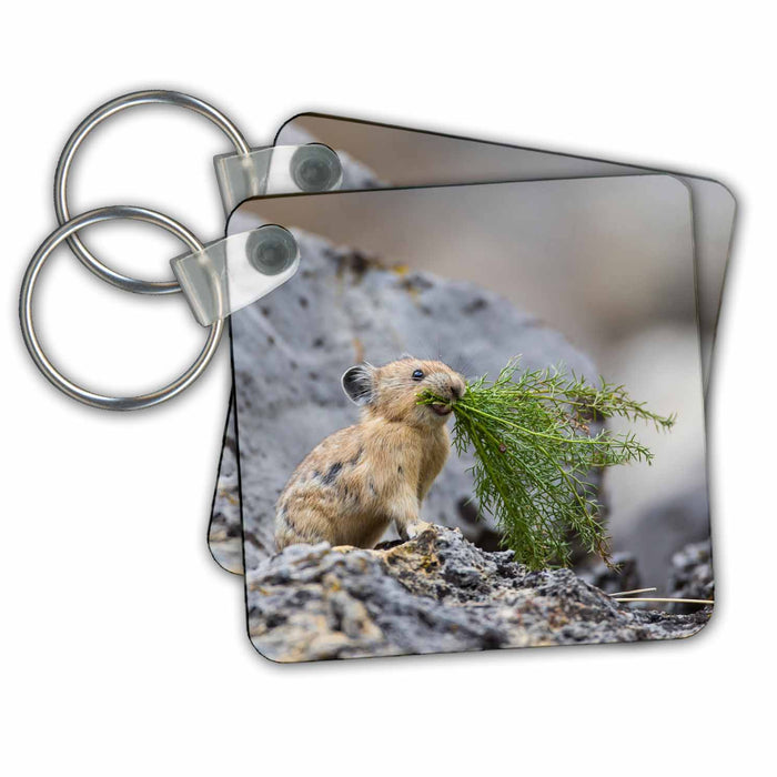 Key Chain - USA, Wyoming, Pica gathering plants for winter food Animals