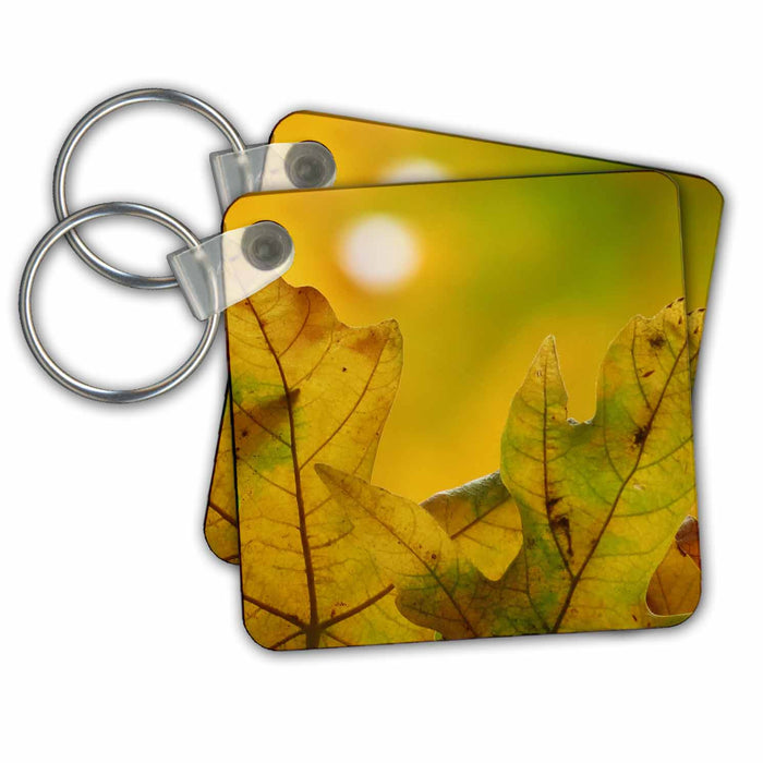 Key Chain - A close up of Yellow leaves during the Autumn season, changing color PLANTS - flowers, leaves and trees