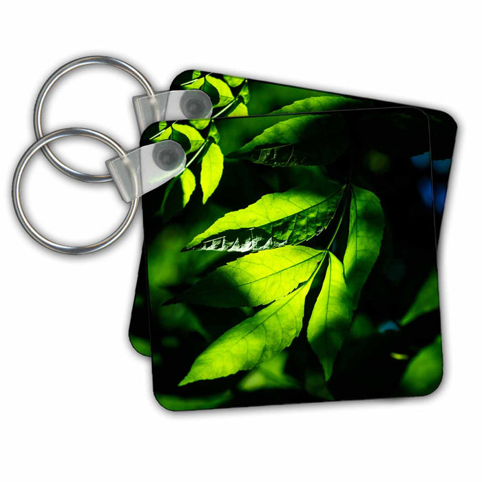 Key Chain - Ash tree leaves. Play of light and shadows Alexis Photography - Seasons Summer