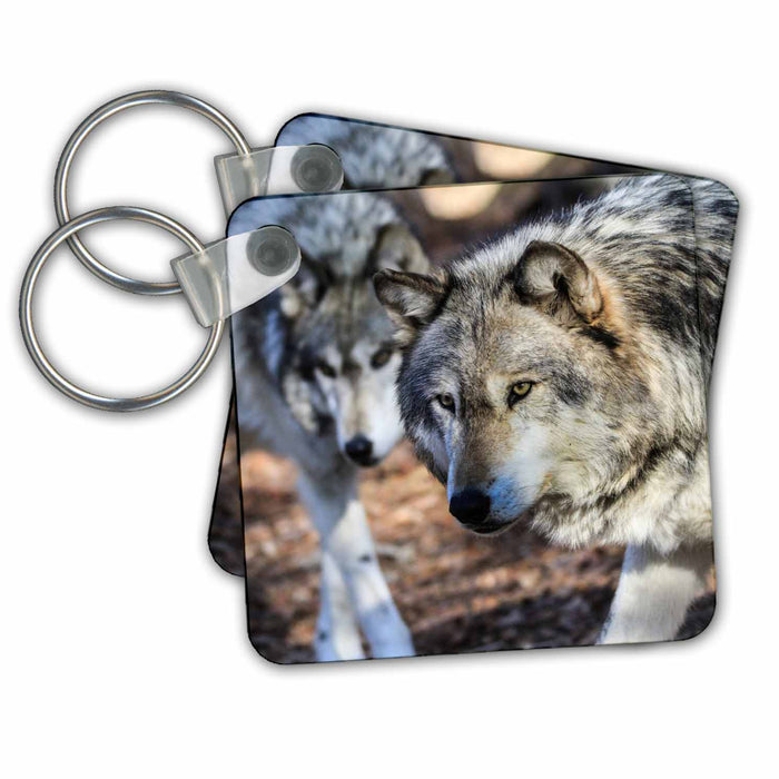 Key Chain - Gray Wolf With A Friend Photography - Animals