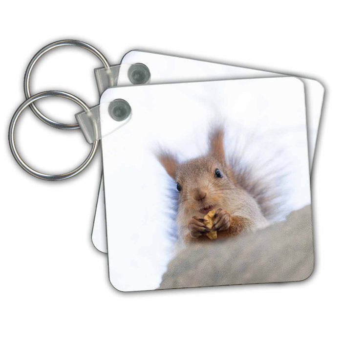 Key Chain - Squirrel animal sits on a tree and eats a nut. White background Alexis Photography - Animals