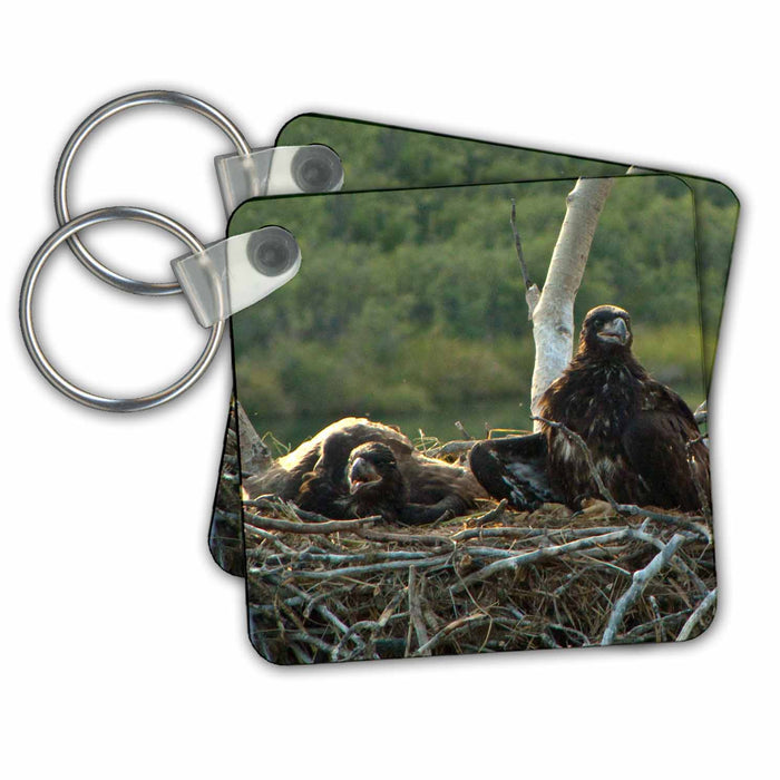 Key Chain - Juvenile Bald Eagles Rest in the Nest in the Yukon Territory Creations Juvenile Bald Eagles