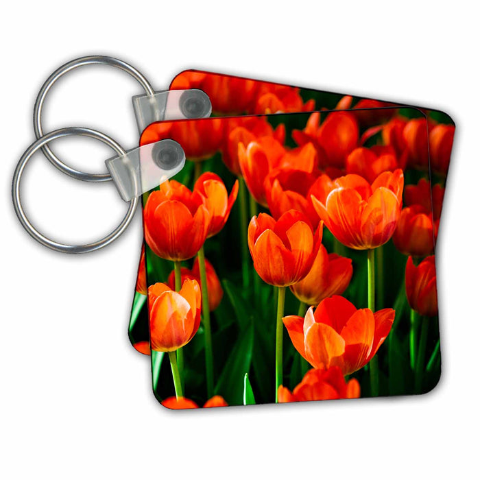 Key Chain - Sunlit red tulip flowers, green stems and leaves Alexis Photography - Flowers Tulip