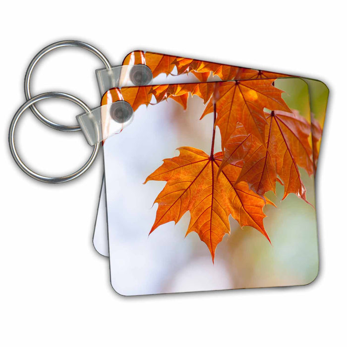 Key Chain - Closeup view of fresh Schwedler maple leaves in spring Alexis Photography - Seasons Spring