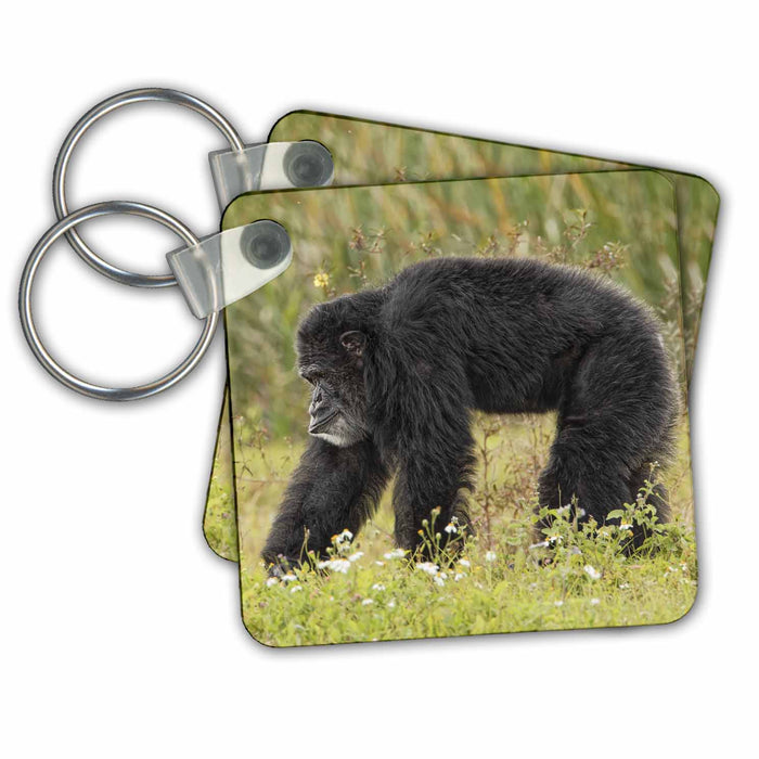 Key Chain - Adult male Chimpanzee, Pan troglodytes Primates