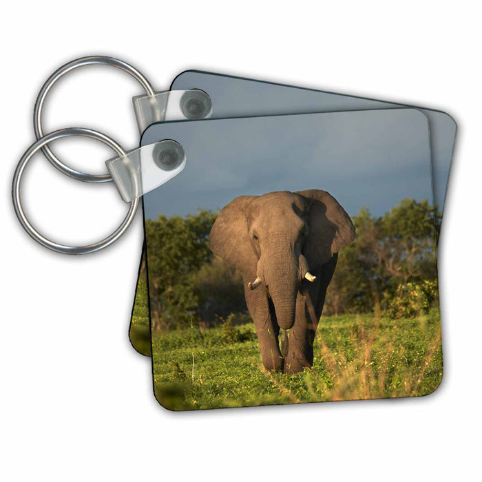 Key Chain - African Elephant, Savuti Region, Chobe NP, Botswana Elephants