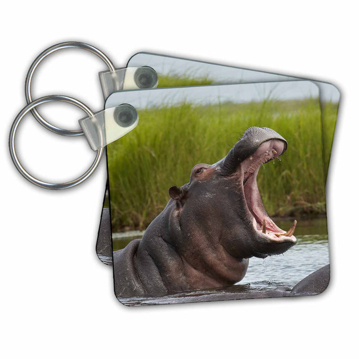 Key Chain - Hippopotamus, Chobe River, Chobe NP, Kasane, Botswana Hippopotamus