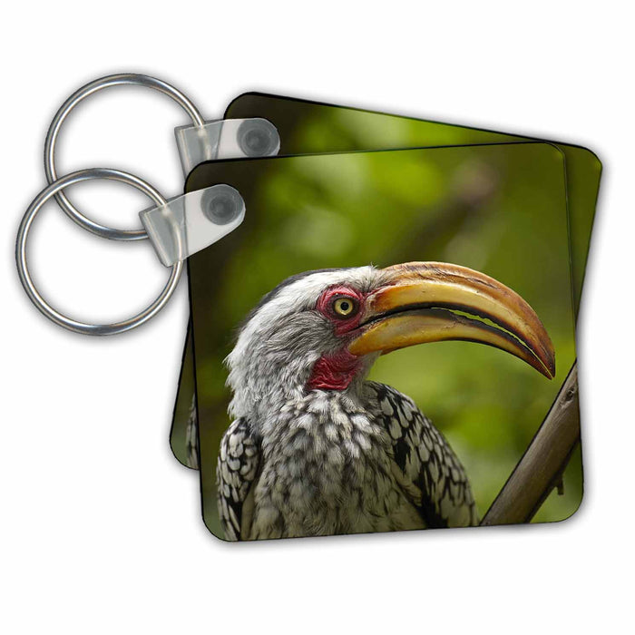 Key Chain - Southern Yellow billed Hornbill, Moremi Game Reserve, Botswana Birds